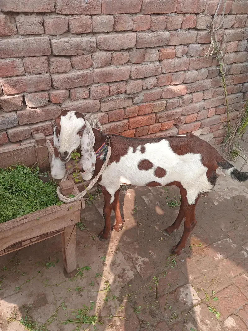 Desi bakri/Goats/Teddy goat/ — photo 2