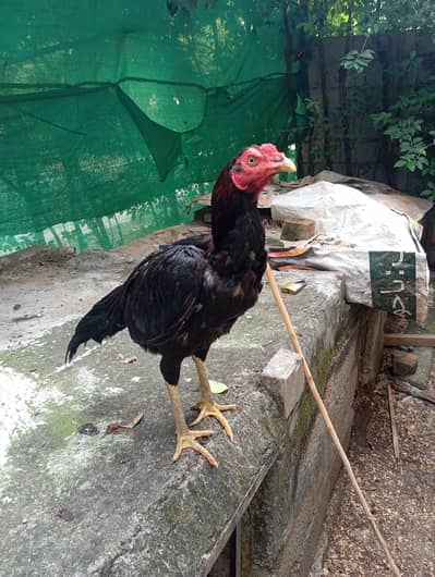 aseel lasani home breed