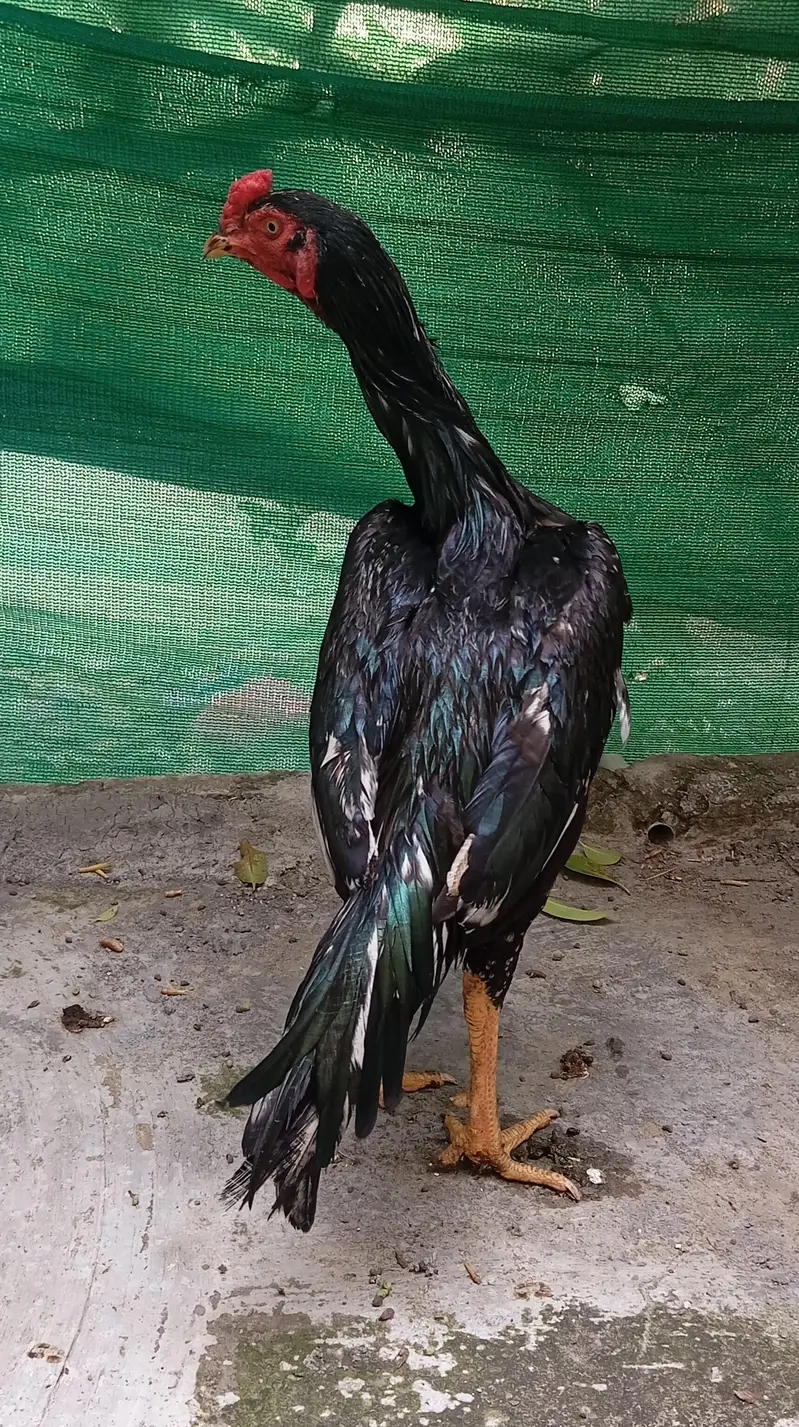 aseel lasani home breed — photo 2