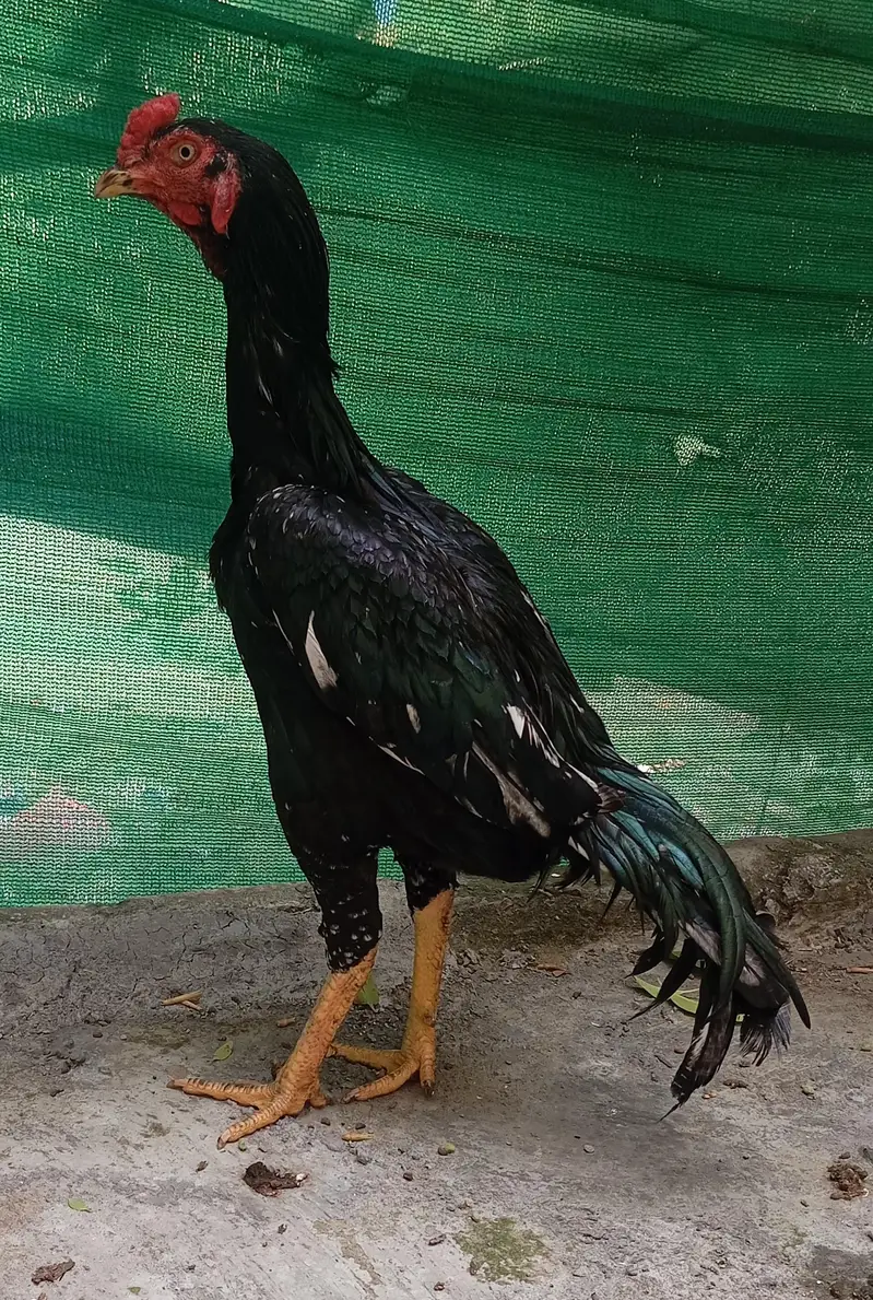 aseel lasani home breed — photo 3