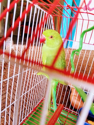 MashaAllah Full Hand Tame Hara Mithoo for sale. Age 10 Months. Mithu M
