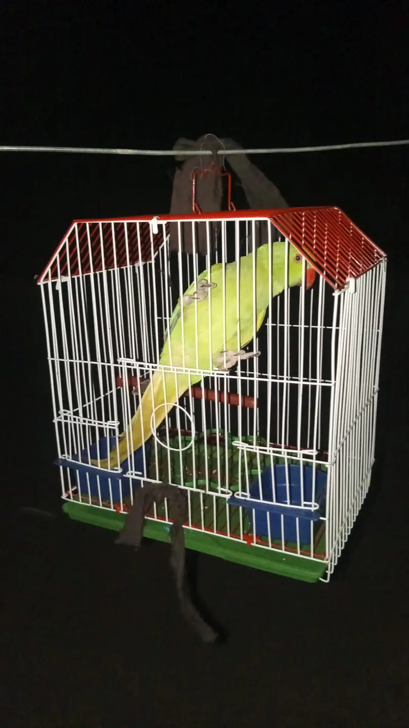 MashaAllah Full Hand Tame Hara Mithoo for sale. Age 10 Months. Mithu M — photo 2