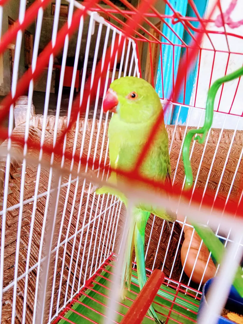 MashaAllah Full Hand Tame Hara Mithoo for sale. Age 10 Months. Mithu M — photo 3