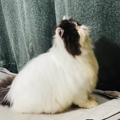 high quality piki cfa male available for mating.