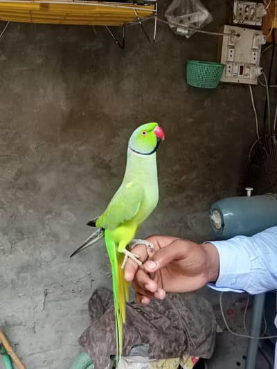 taking head team parrot for sale