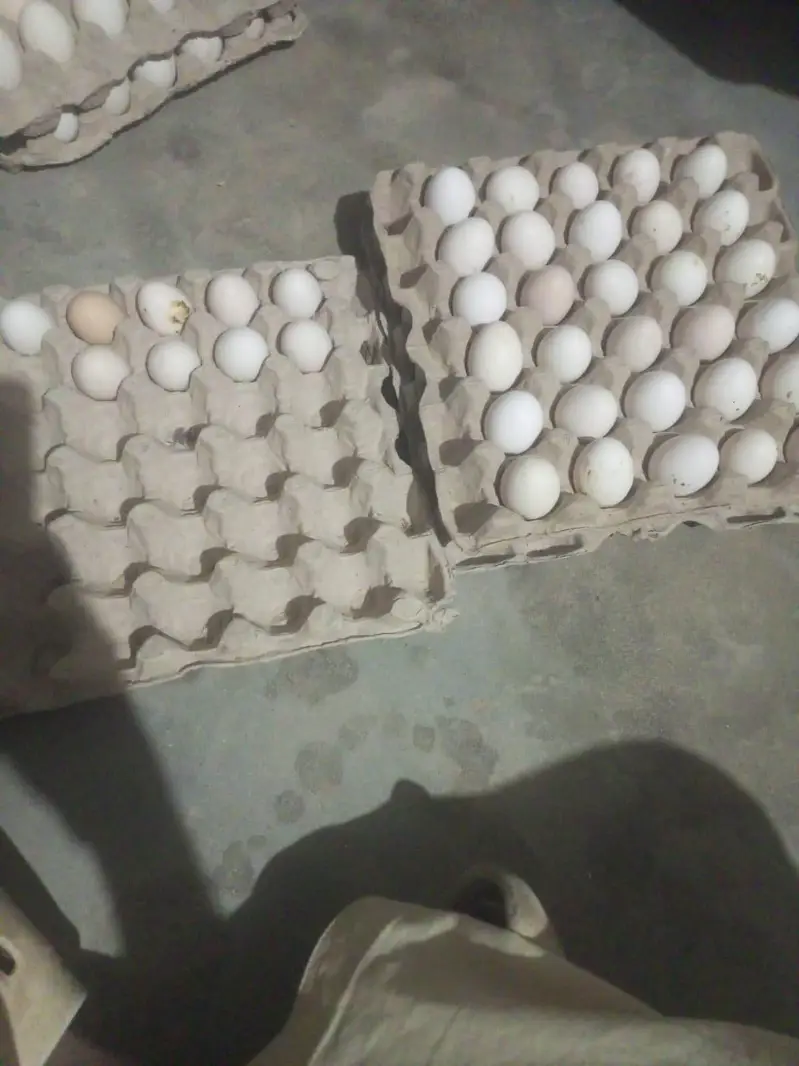 golden eggs desi eggs desi murga — photo 3