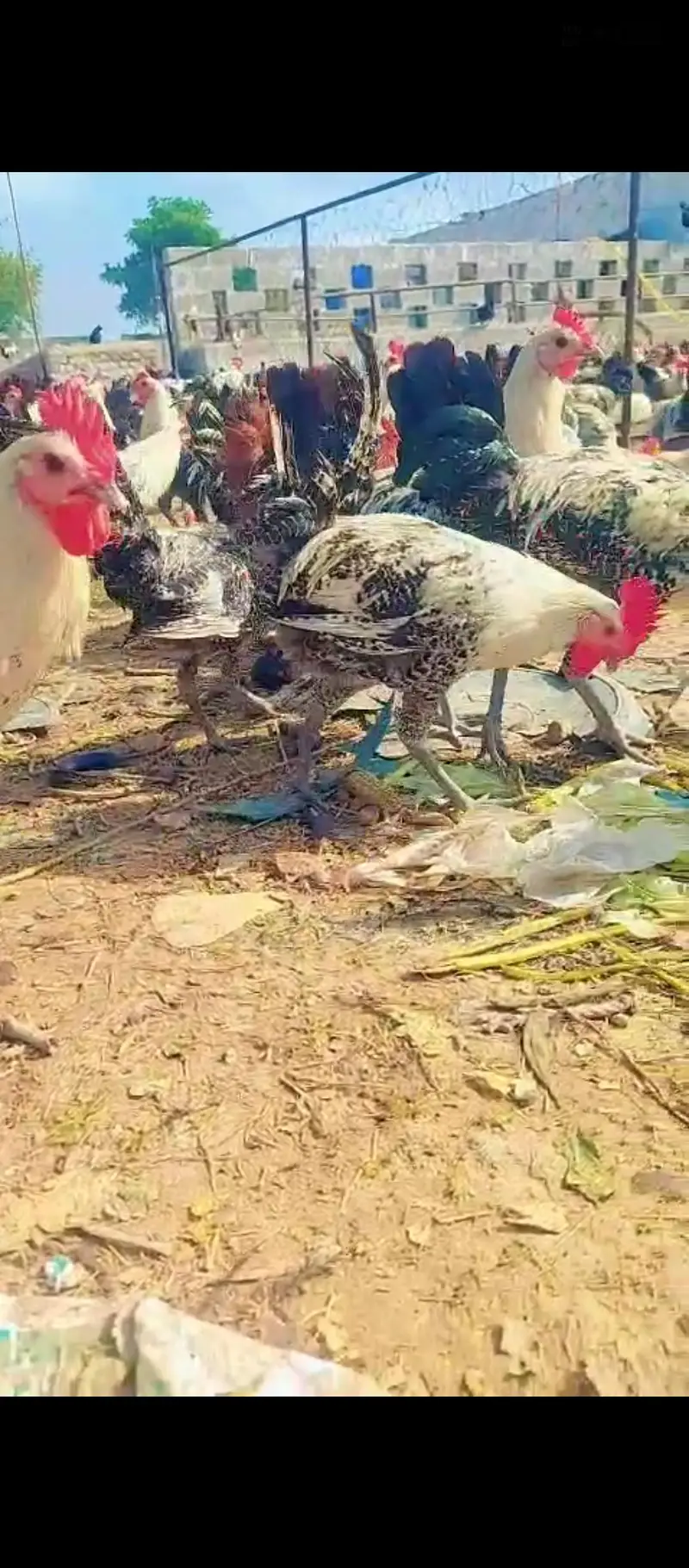 golden eggs desi eggs desi murga — photo 4
