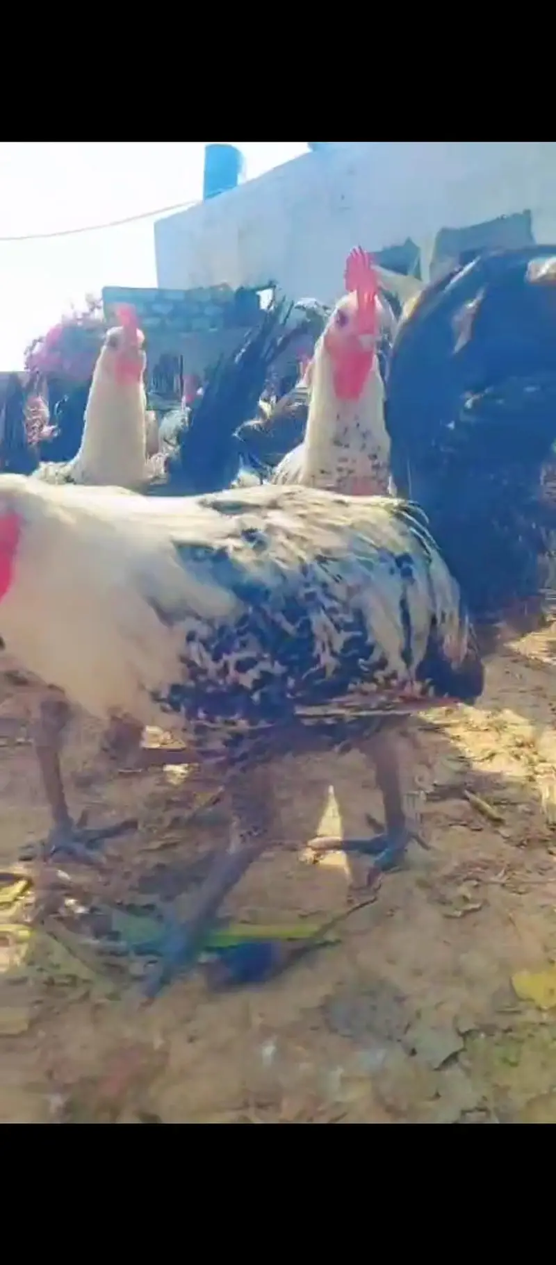 golden eggs desi eggs desi murga — photo 5
