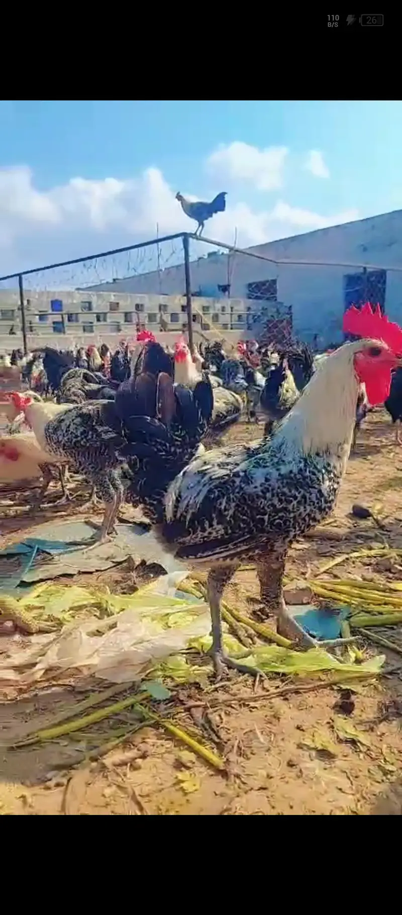 golden eggs desi eggs desi murga — photo 6