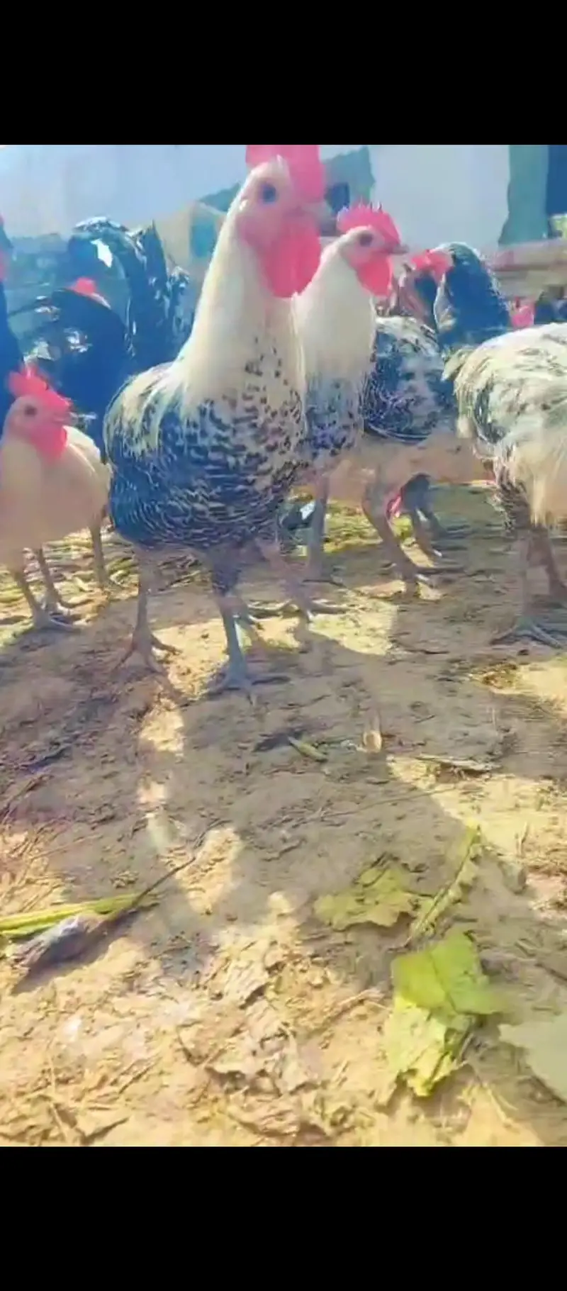 golden eggs desi eggs desi murga — photo 7