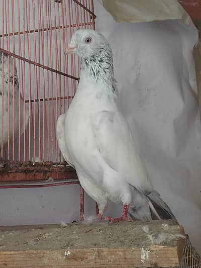 Goldan male