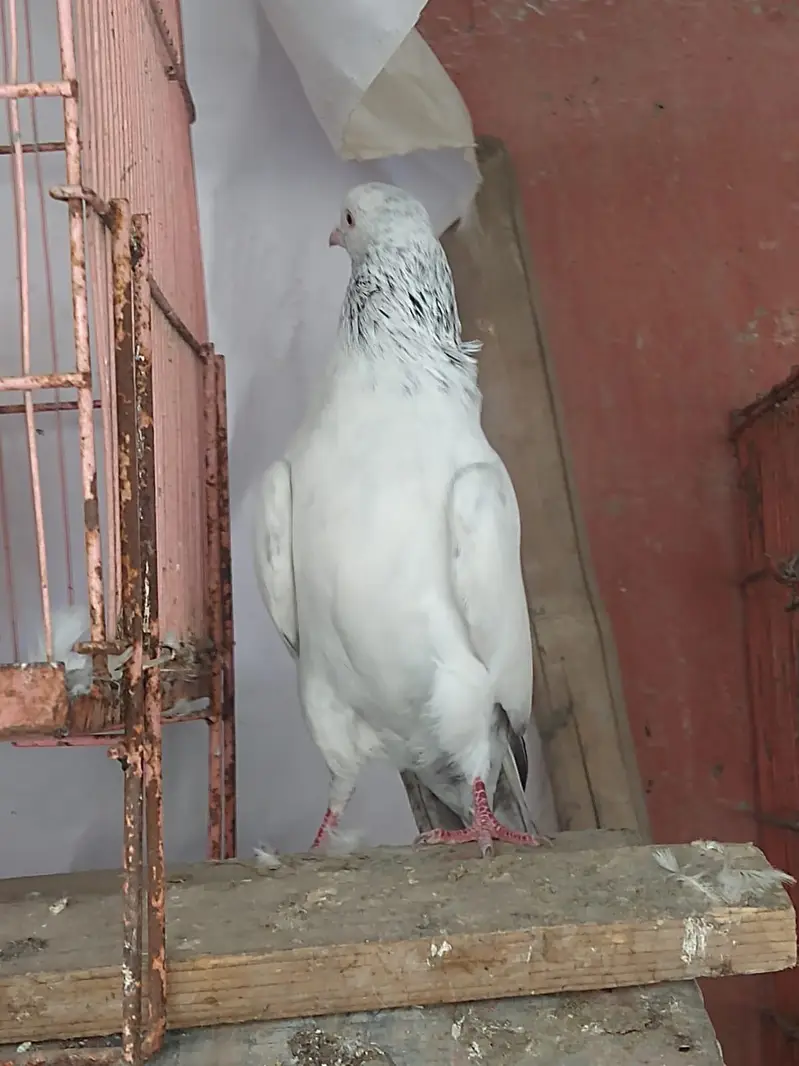 Goldan male — photo 2
