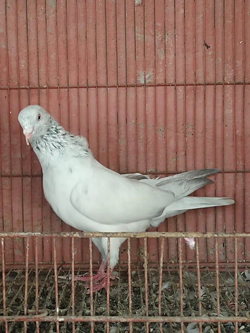 Goldan male — photo 3