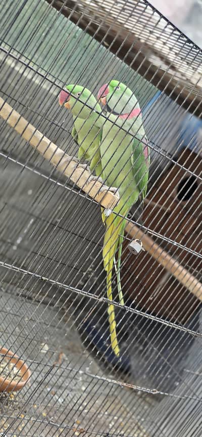 kasmiri Raw parrot / Breeder par