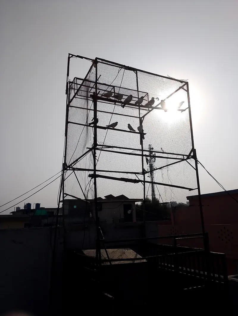 jaal 6by6 10feet height — photo 2