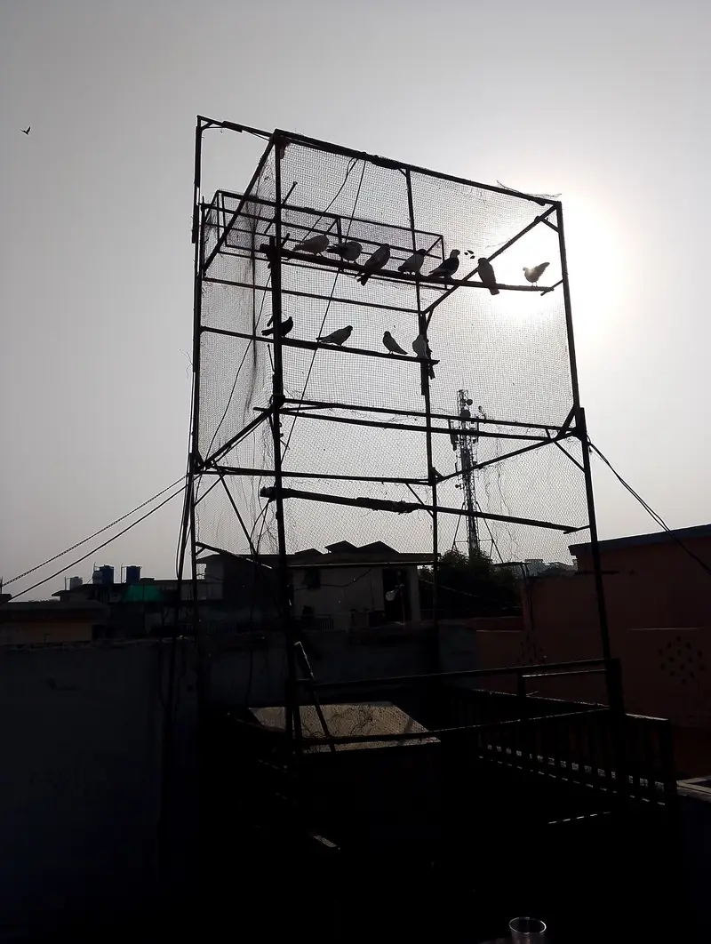 jaal 6by6 10feet height — photo 3