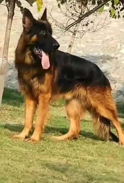 German Shepherd breed for sale mor WhatsApp