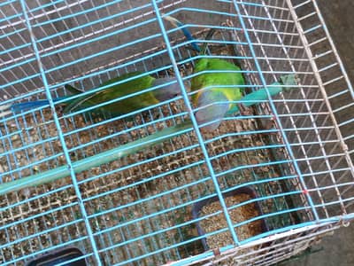 11 monthes old lories parrot pair for sale
