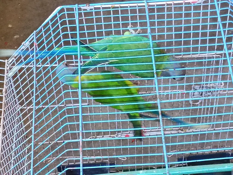 11 monthes old lories parrot pair for sale — photo 2