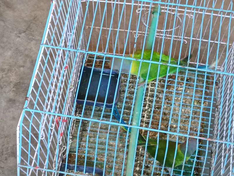 11 monthes old lories parrot pair for sale — photo 3
