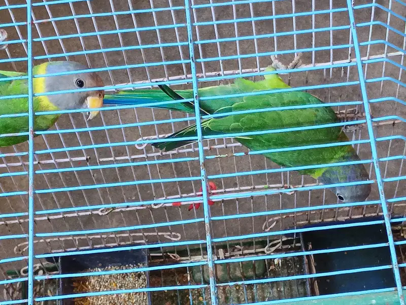 11 monthes old lories parrot pair for sale — photo 4