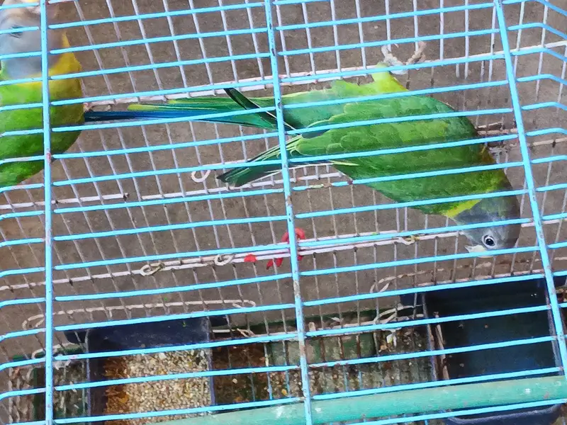 11 monthes old lories parrot pair for sale — photo 5
