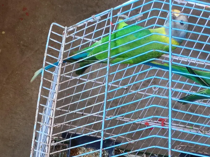 11 monthes old lories parrot pair for sale — photo 6