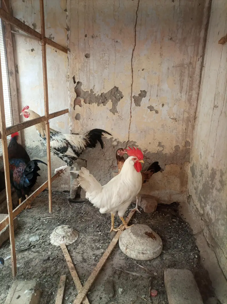 male and female 1300 par pic — photo 2