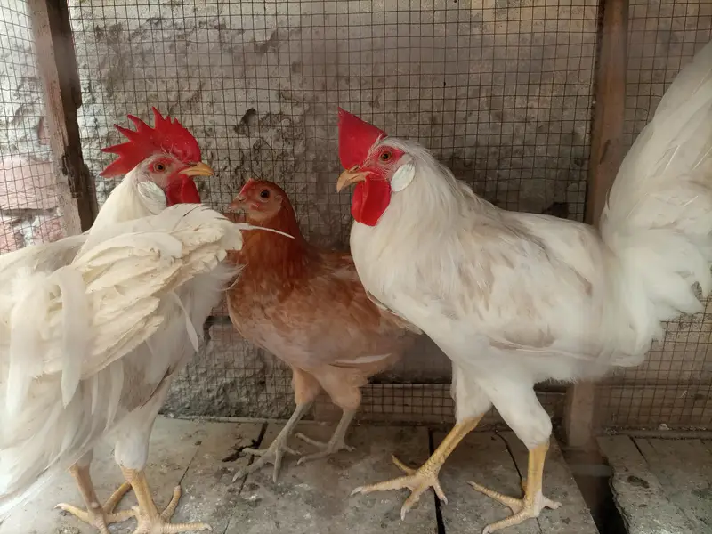male and female 1300 par pic — photo 4