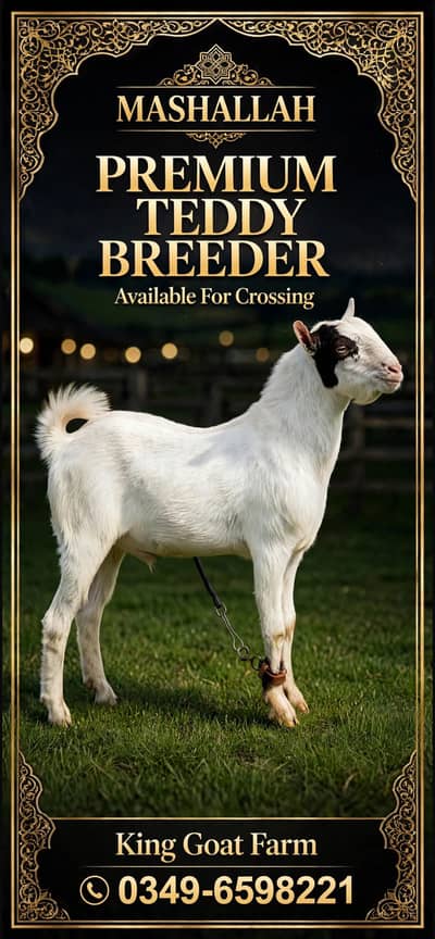 Teddy Breeder