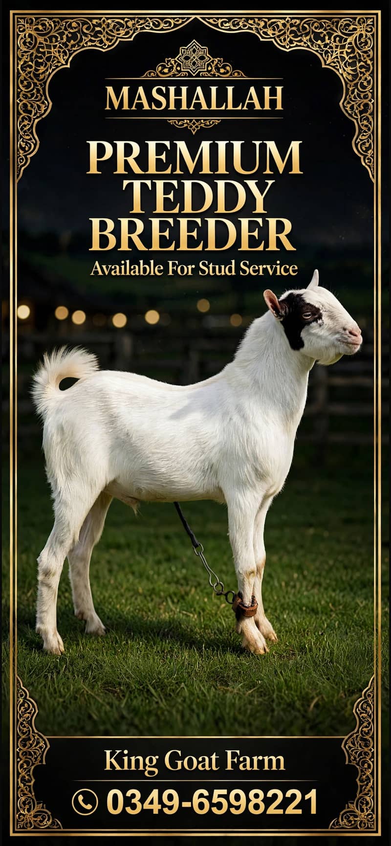 Teddy Breeder 1
