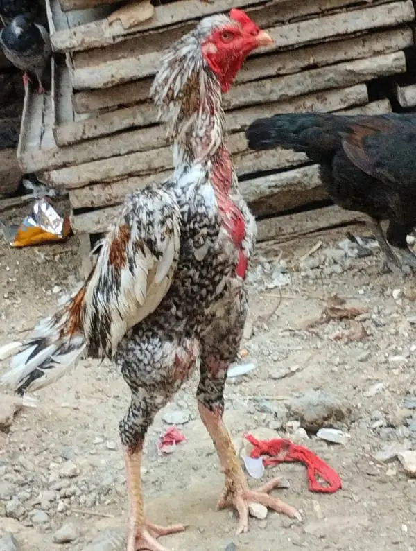 tarat shamoo cross pattha — photo 2