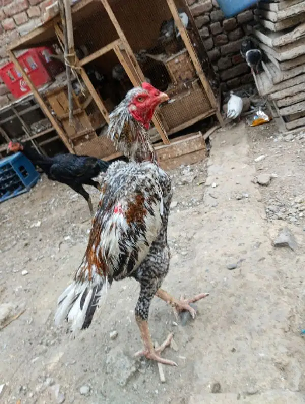 tarat shamoo cross pattha — photo 3