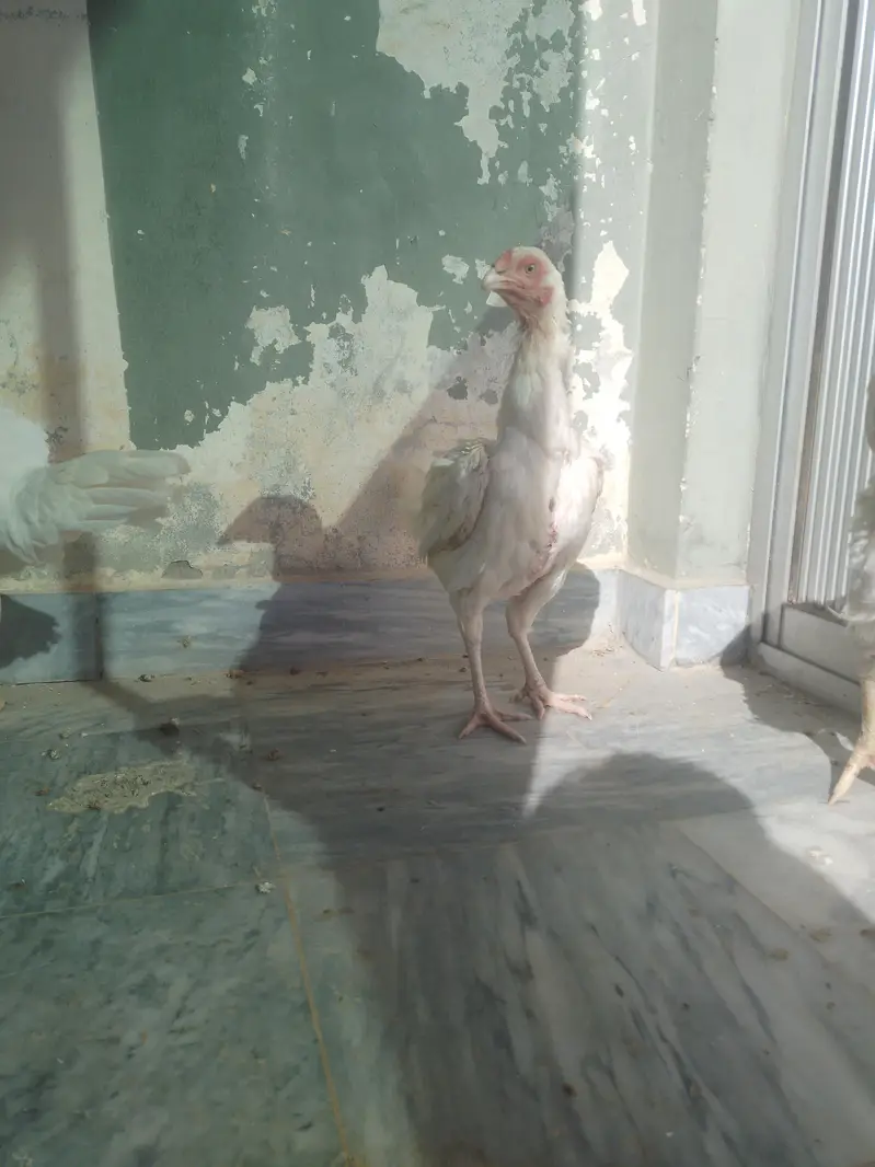 3 White Murgia for sale — photo 2