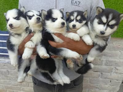 Siberian Husky puppies for sale