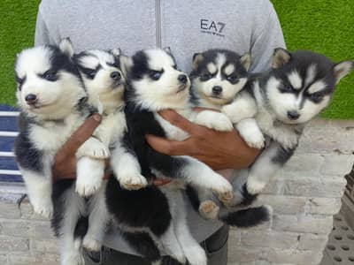 Siberian Husky puppies for sale