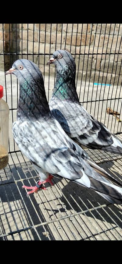 Breeder pair