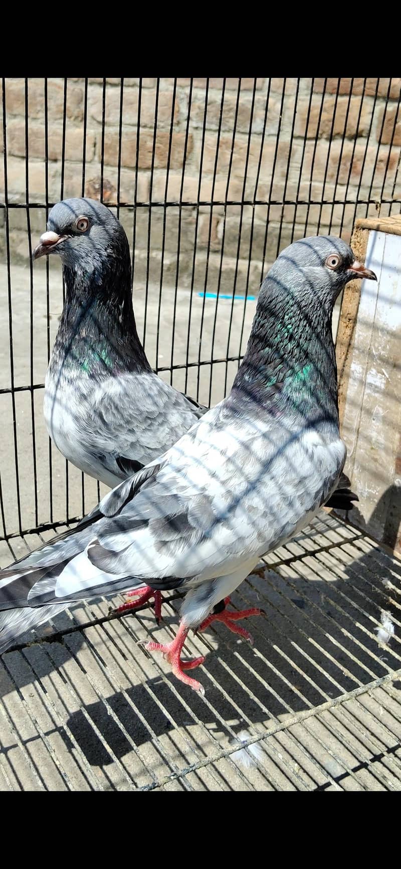 Breeder pair 1