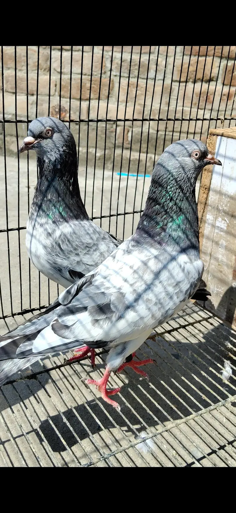 Breeder pair — photo 2