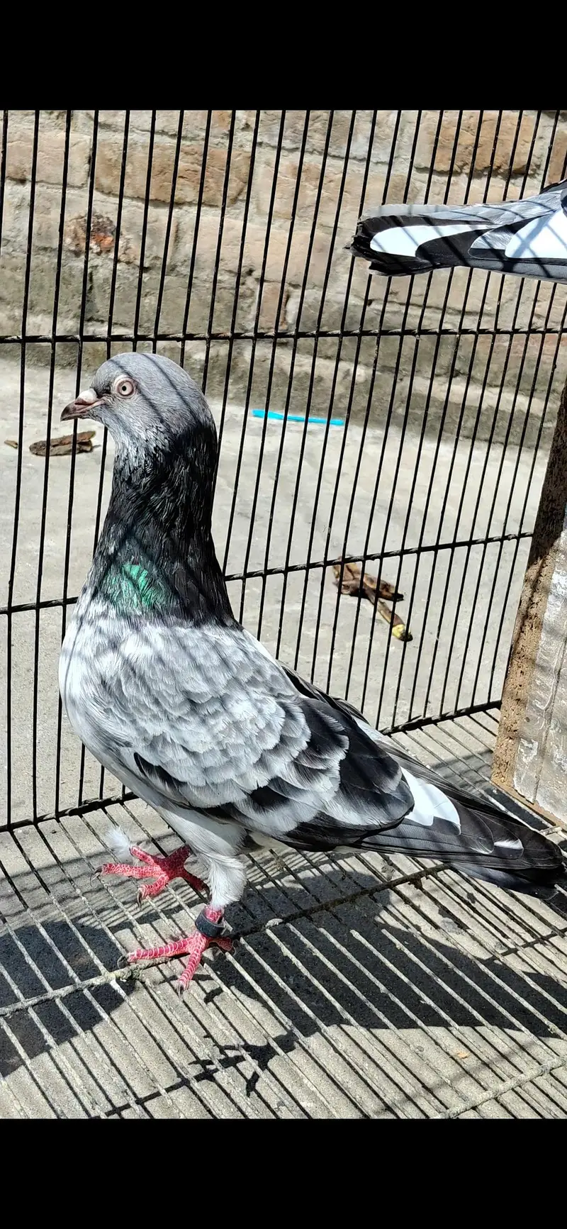 Breeder pair — photo 3
