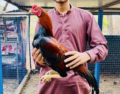 7 piece High quality aseel murgay for sale