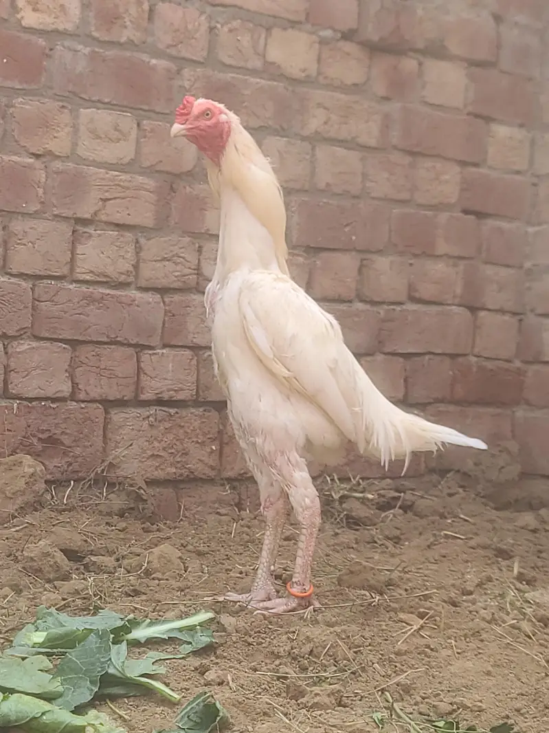 Heera Aseel — photo 3
