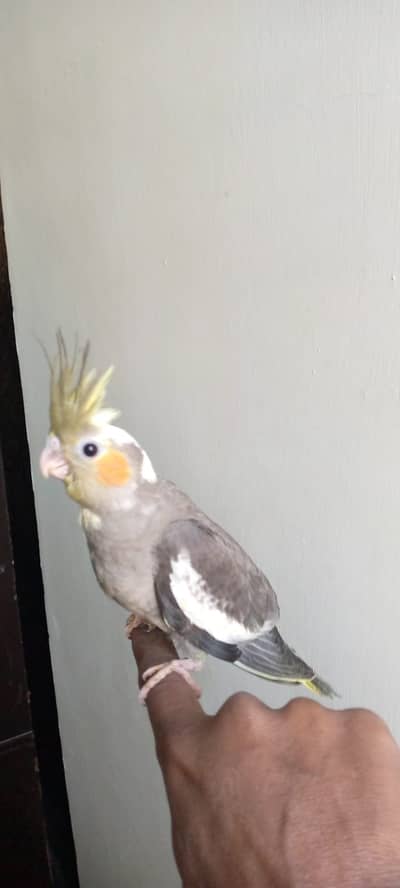 cockatiel