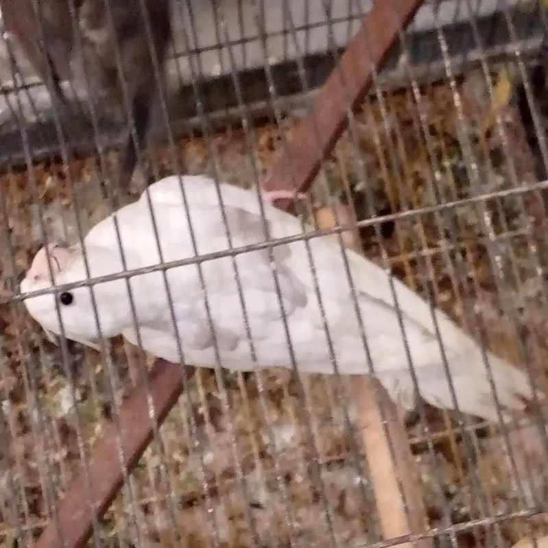 cockatiel — photo 2