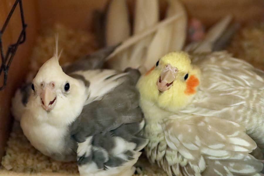cockatiel 3