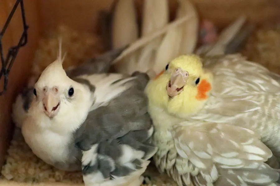 cockatiel — photo 4