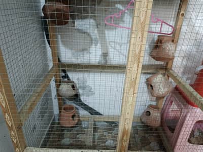 Parrots cage,cages,big cage,wood cage,kaujays