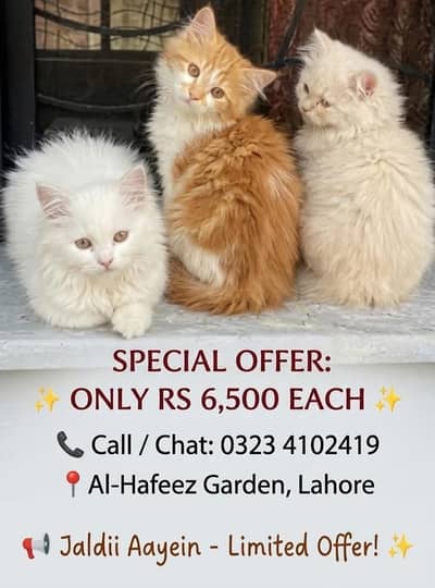 semi punch face Persian kittens available