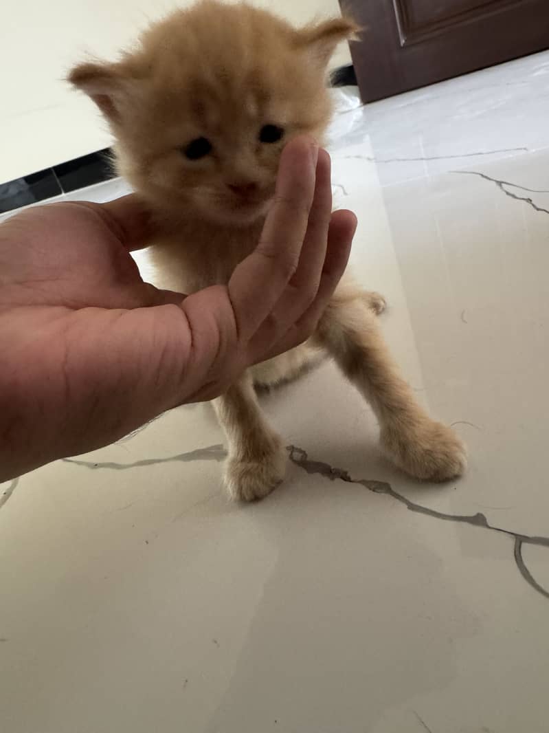 kitten 0