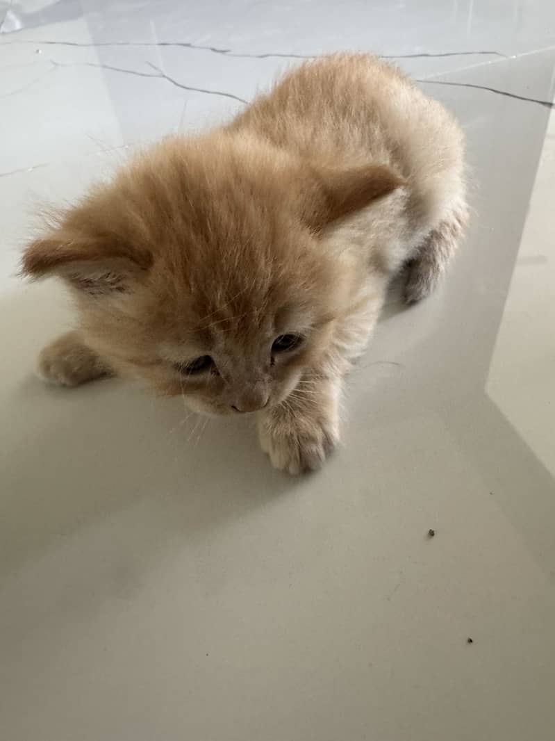 kitten 1
